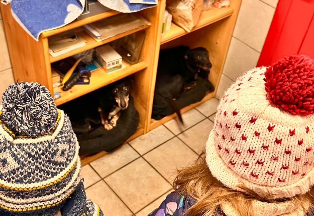 Ein spannender Vormittag zwischen Hebebühne und Hundepfoten