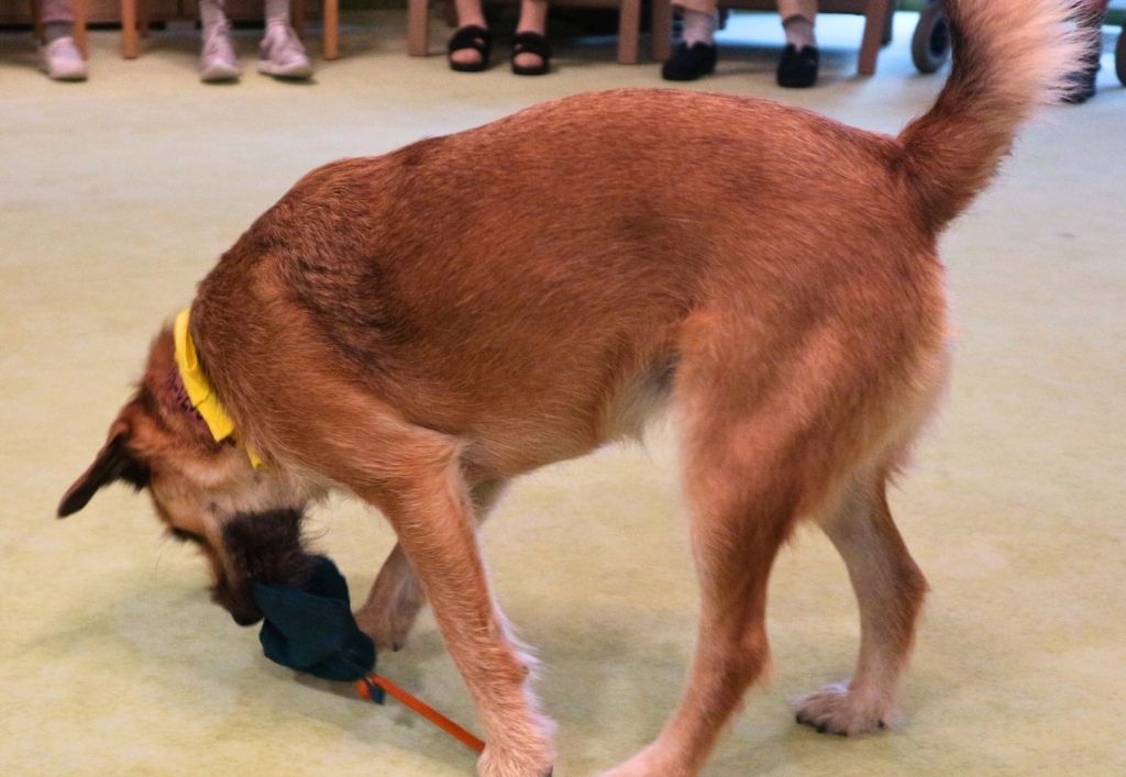 News (2)_SH Königsbrück_tierischerBesuch.jpg