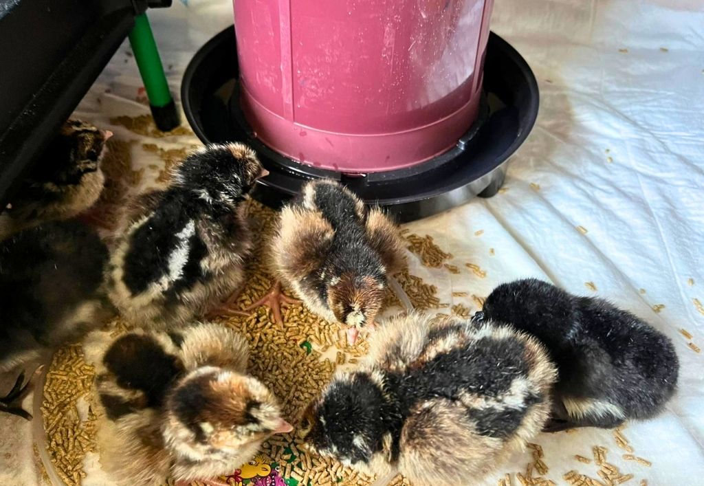 News (6)_Kita Hutbergstrolche_Frühling.jpg