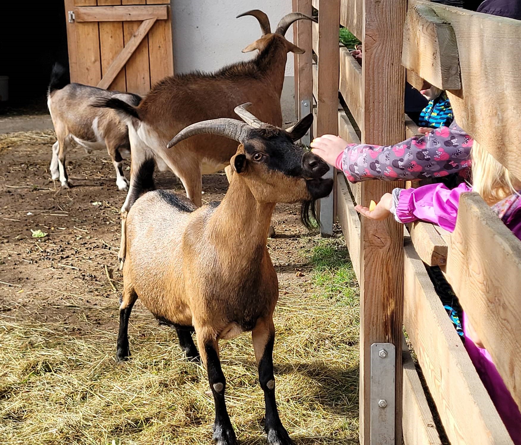 Kitakinder zu besuch im Minizoo