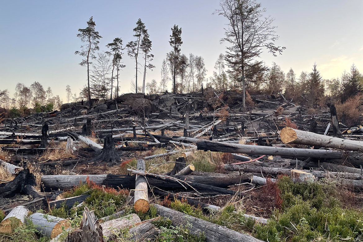 Einsatz_Waldbrand Saechs Schweiz_web©ASB Dresden RV (20).jpg