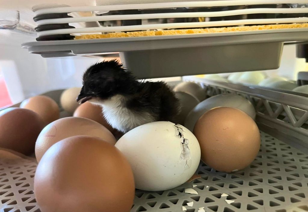 News (5)_Kita Hutbergstrolche_Frühling.jpg