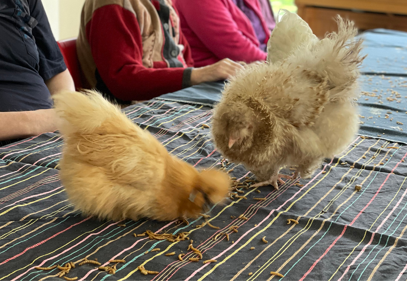 Tierischer Besuch im Seniorenheim