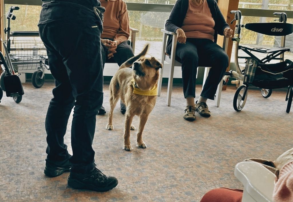 News (3)_Besuchshunde_PH KÖ.jpg