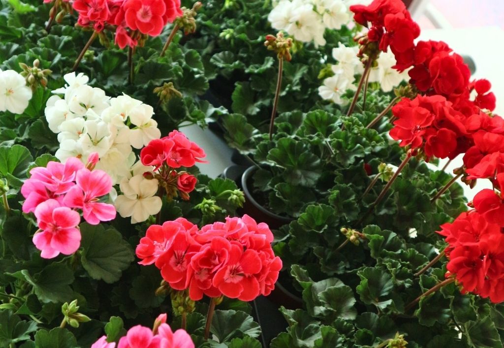News (3)_PH Königsbrück_Muttertag & Blumen.jpg