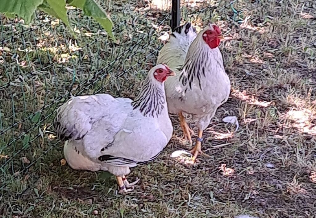 News (6)PH_Königsbrück_Heimfest.jpg