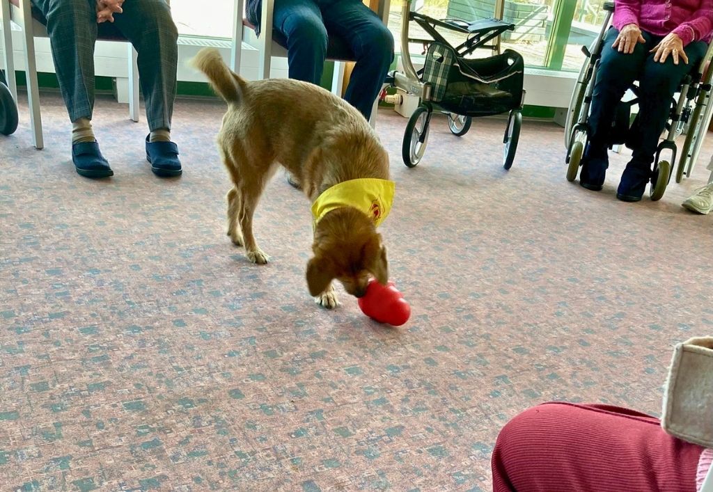 News (2)_Besuchshunde_PH KÖ.jpg