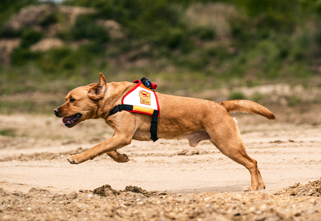 Rettungshunde_DSC07127_web.jpg