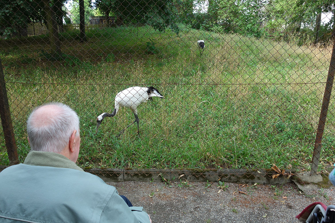 Herr S. im  Zoo Hoyerswerda und Kranich_ASB Pflegeheim Bernsdorf_web©ASB Dresden und Kamenz gGmbH.jpg