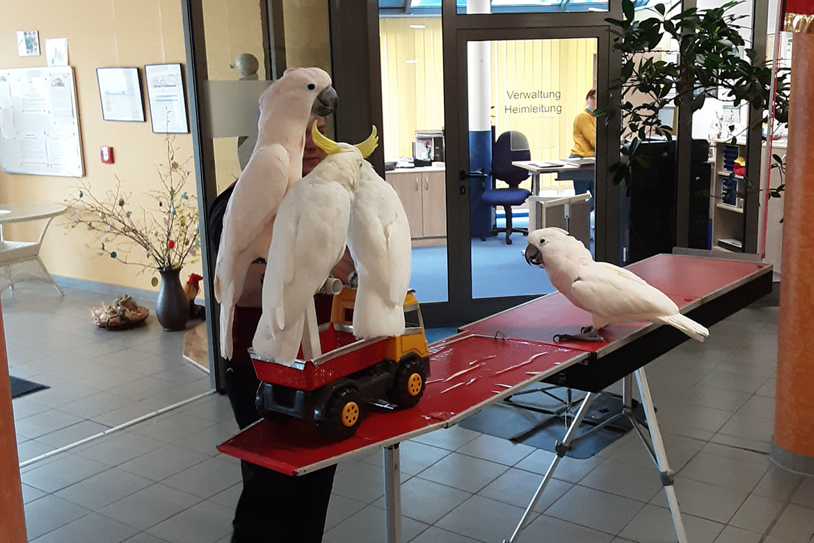 Kakadus fahren Rad für die Bewohner