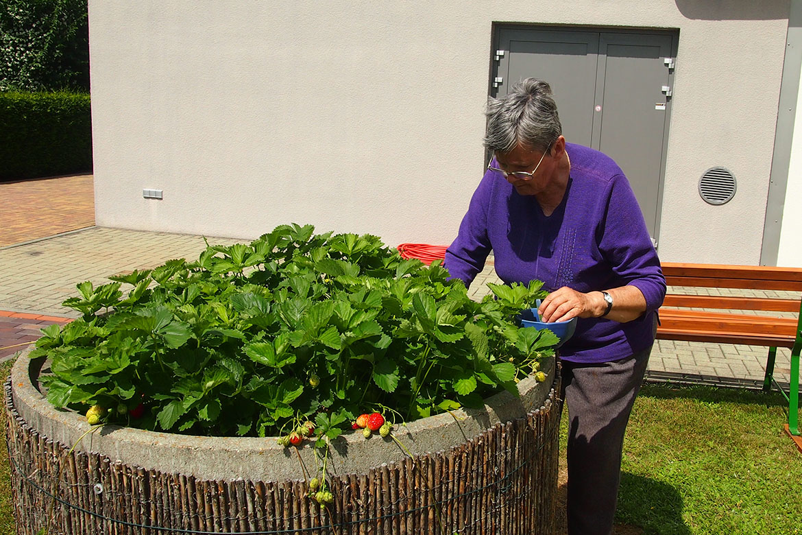 Urte Nieswand_Erdbeeren pfluecken_web©ASB Dresden und Kamenz.jpg