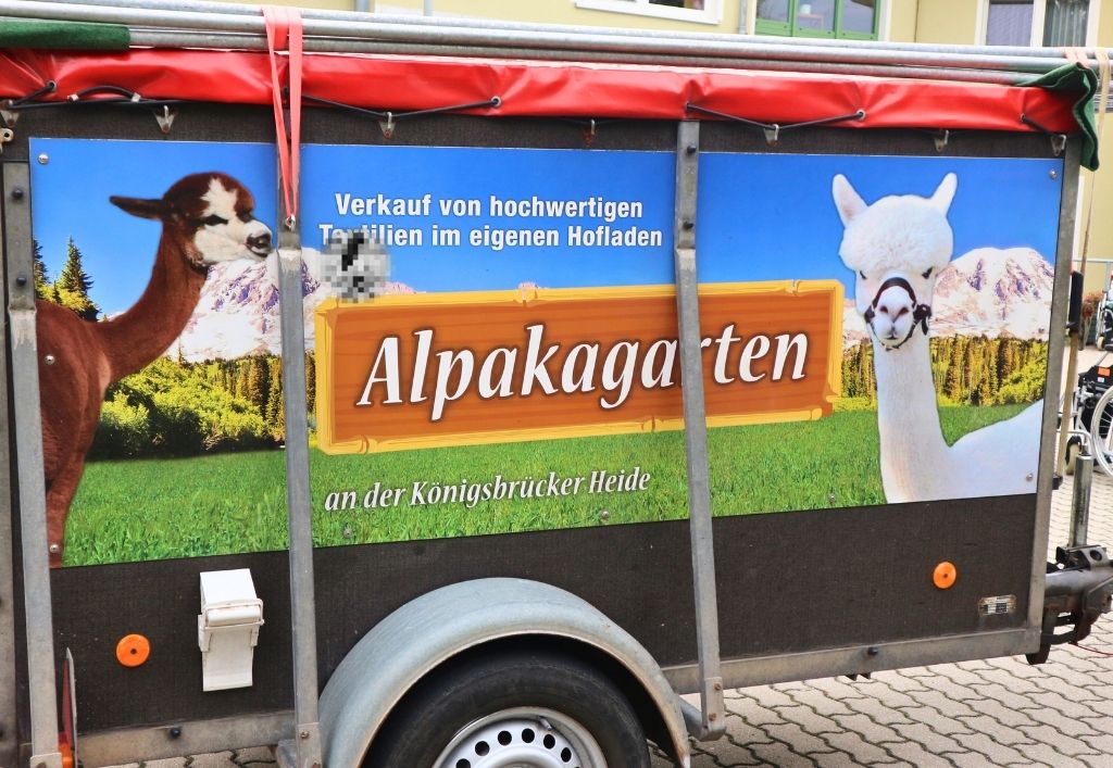 News (2)_PH Königsbrück_Alpaka.jpg