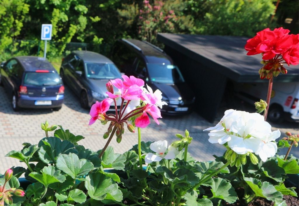 News (5)_PH Königsbrück_Muttertag & Blumen.jpg