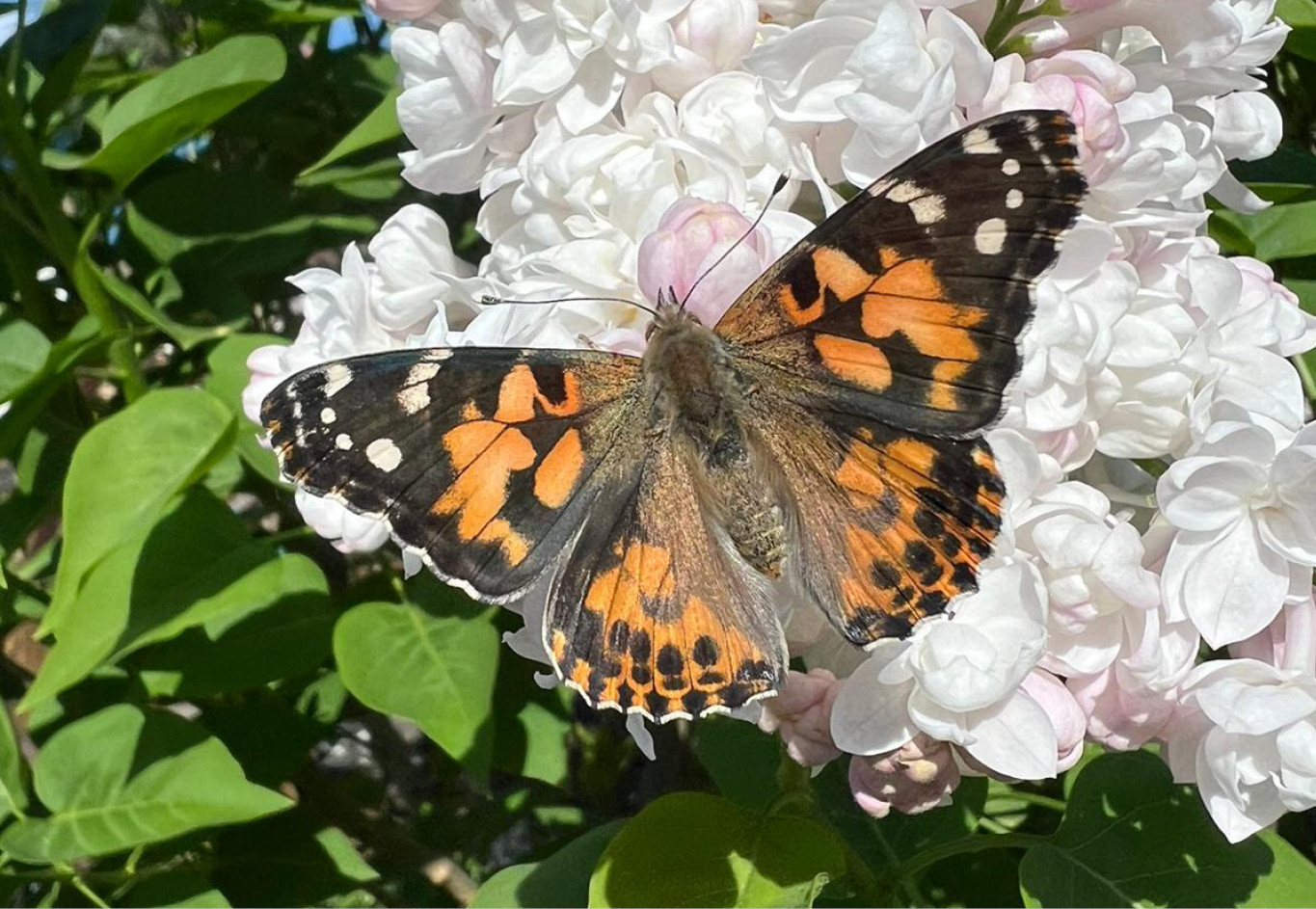 Insektenforscher bei den Kindern der ASB Kita „Elblandzwerge“ 