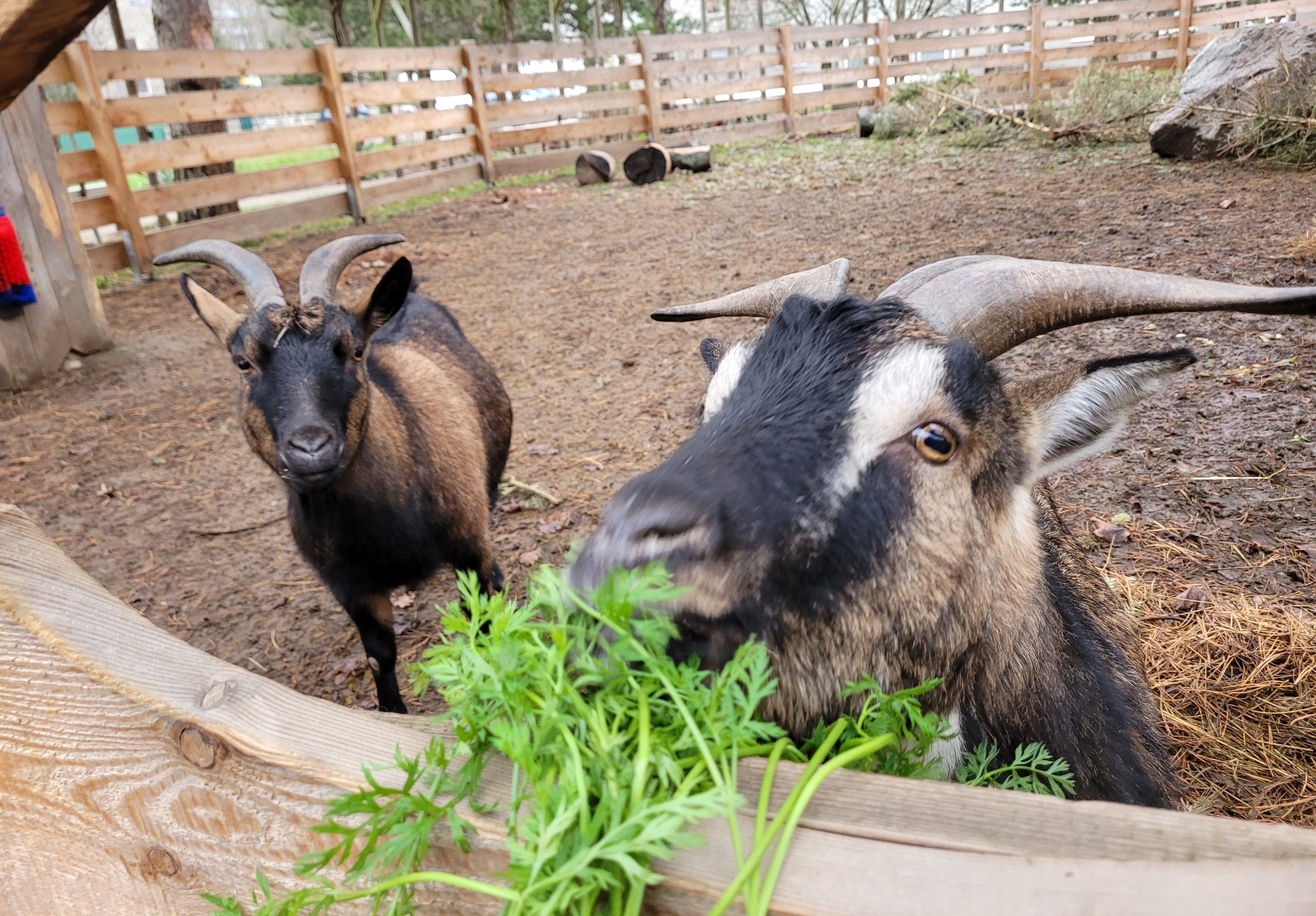 Tierische Geburtstagsfeier