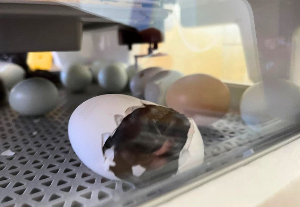 News (4)_Kita Hutbergstrolche_Frühling.jpg