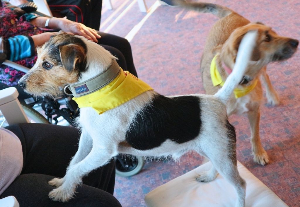 Besuchshunde Anton und Leni sorgen für Freude im Pflegeheim Königsbrück