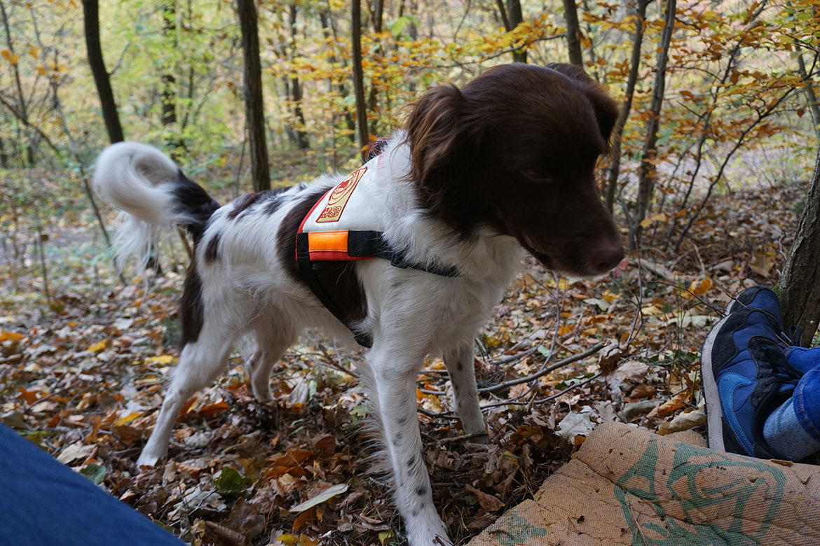 14_Rettungshund Hetti beim Training_web©ASB LV Sachsen.jpg